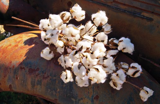 cotton-stems-87